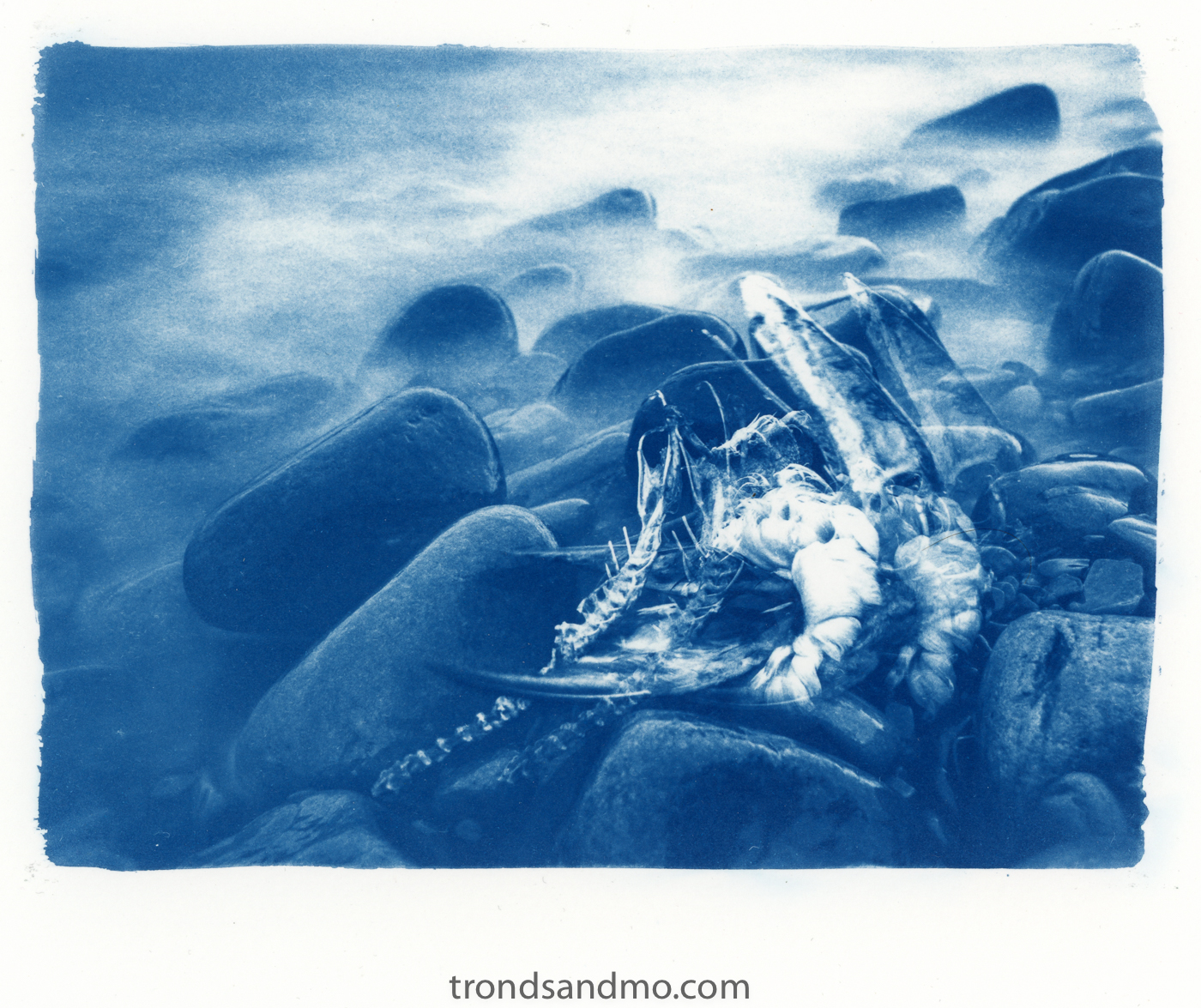 Dreamland - 8x10 Cyanotype on Watercolor Paper Limited Edition of 10 —  julius schlosburg