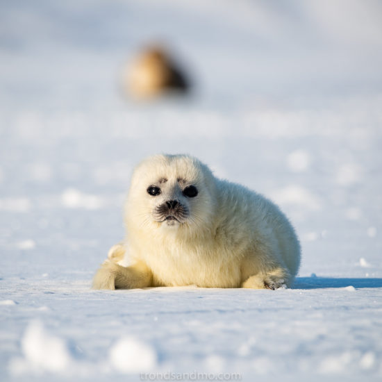 Seal pup I