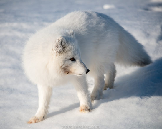 Fox at Bjørndalen