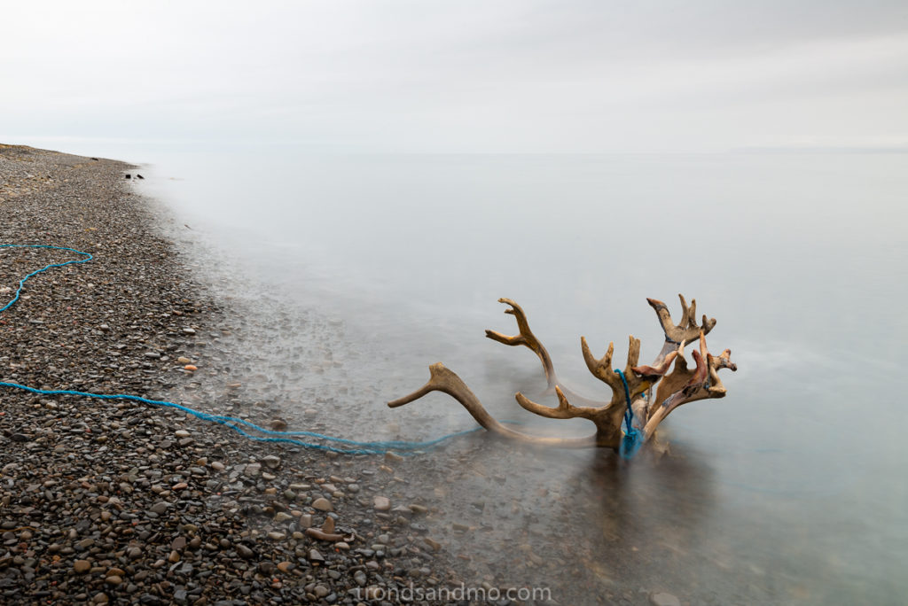 Rain deer antlers